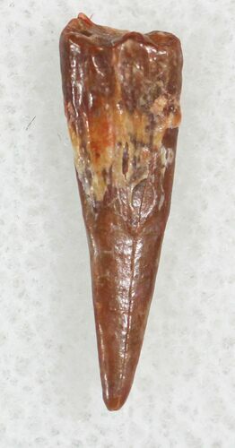 Pterosaur Tooth - Kem Kem Beds, Morocco #27626